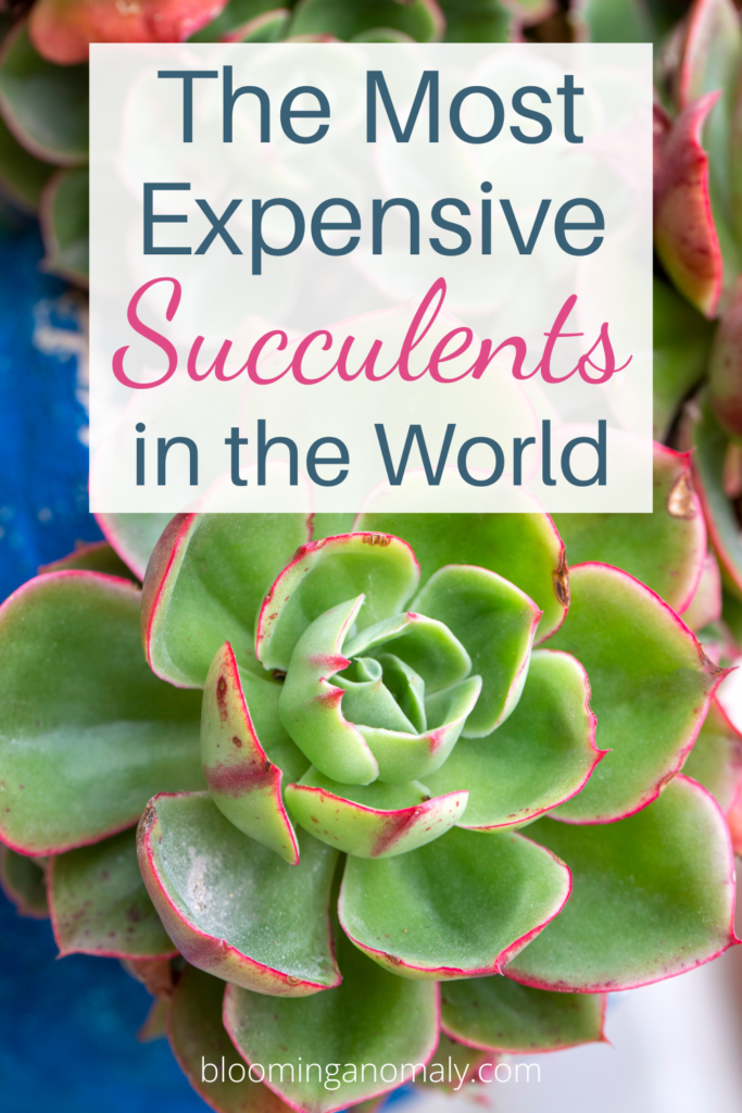 most expensive succulents