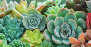 most expensive succulents image