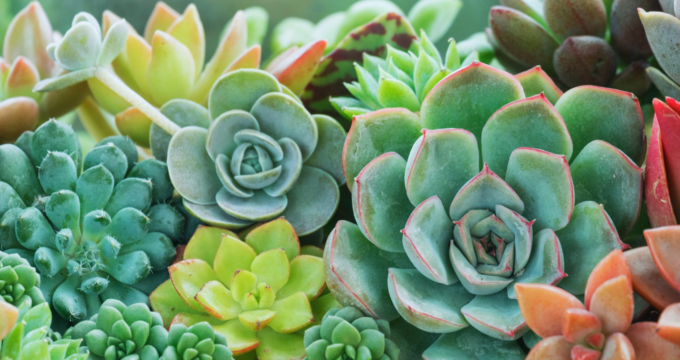 most expensive succulents image