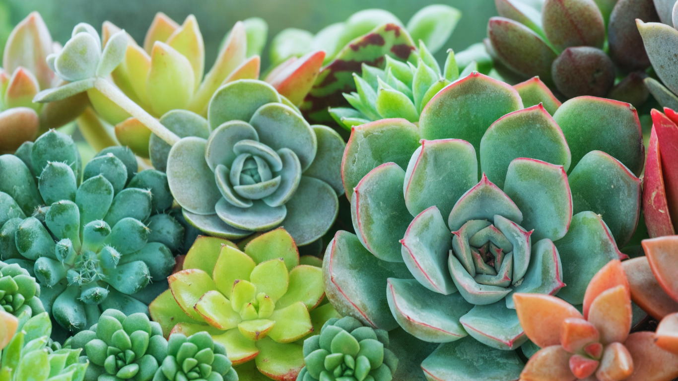 most expensive succulents image