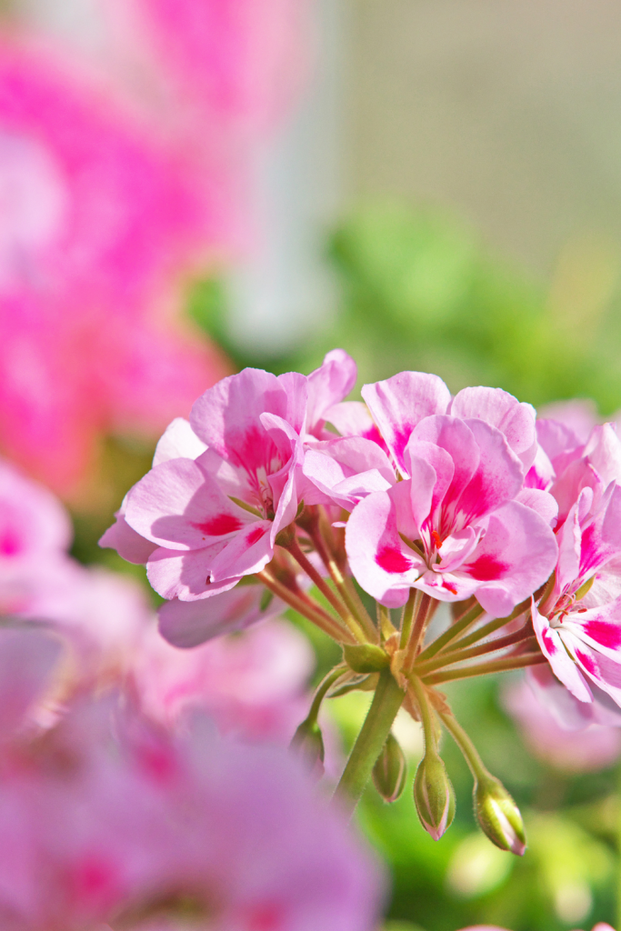 pink Pelargonium