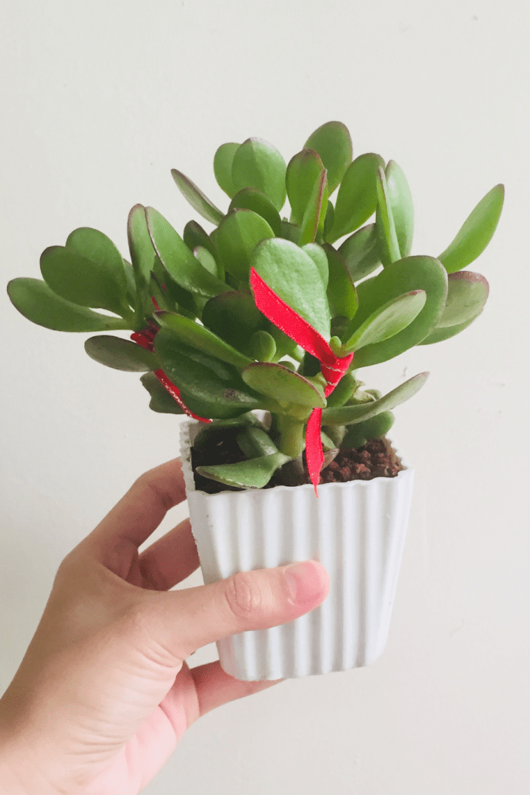 How to Propagate Jade Plant from Leaves 2 Methods Blooming Anomaly