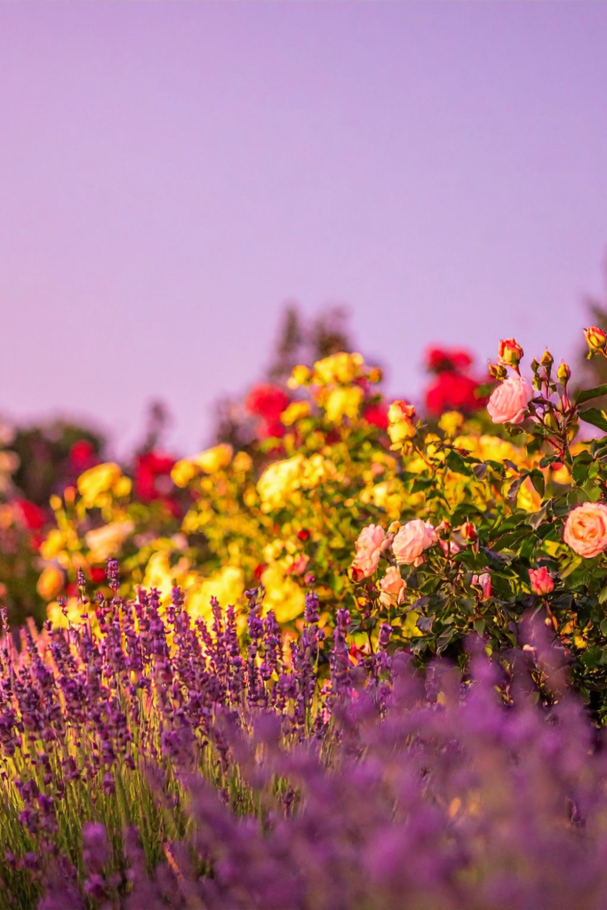 roses and lavender 
