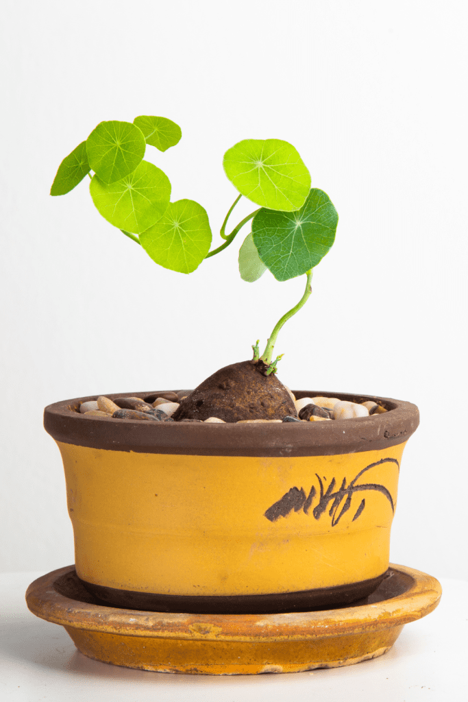stephania erecta care