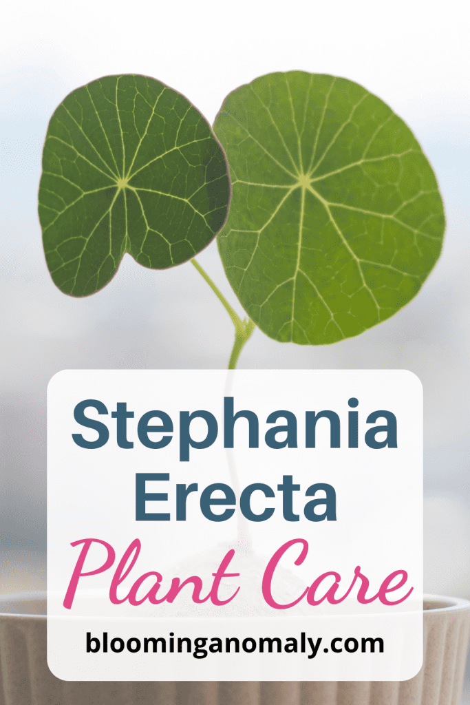 stephania erecta plant care