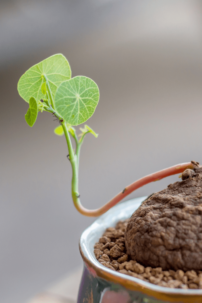 stephania erecta potting soil