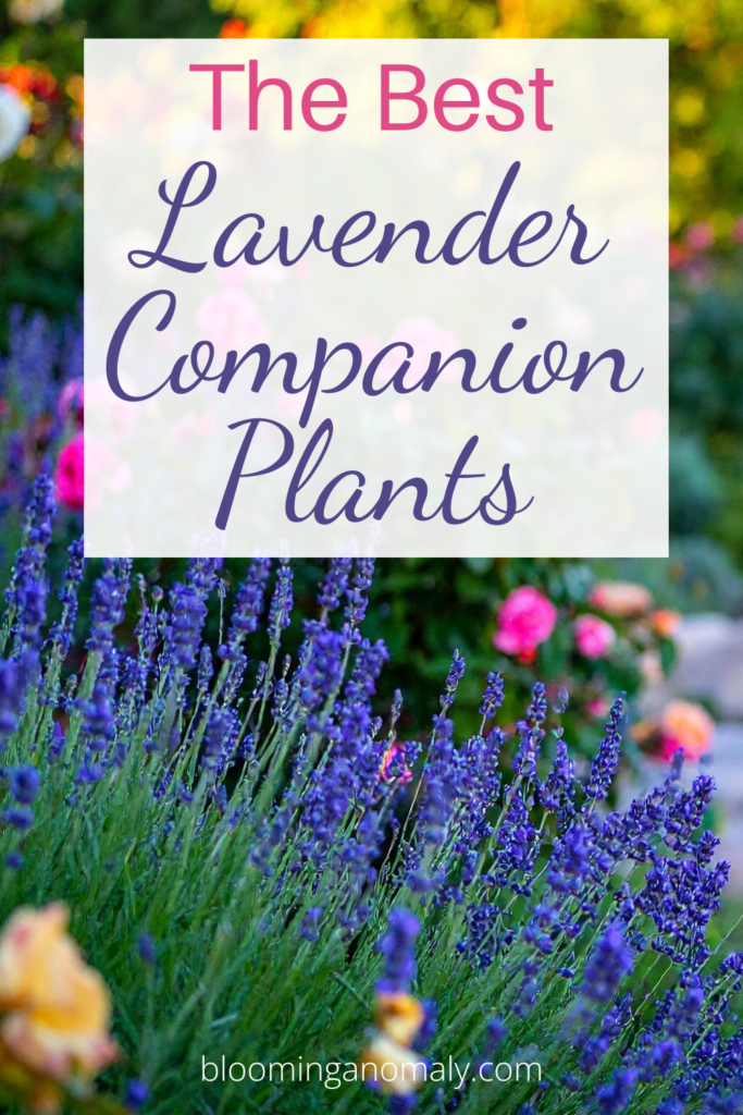 the best lavender companion plants (2)