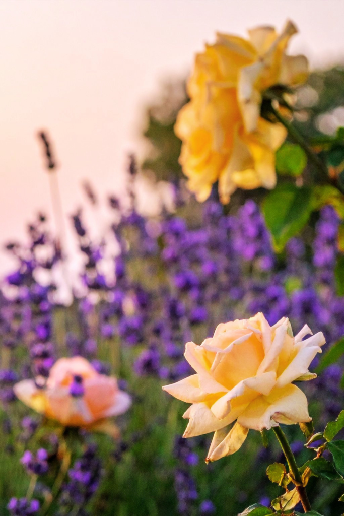 yellow roses and lavender
