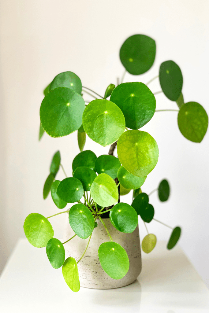 chinese money plant
