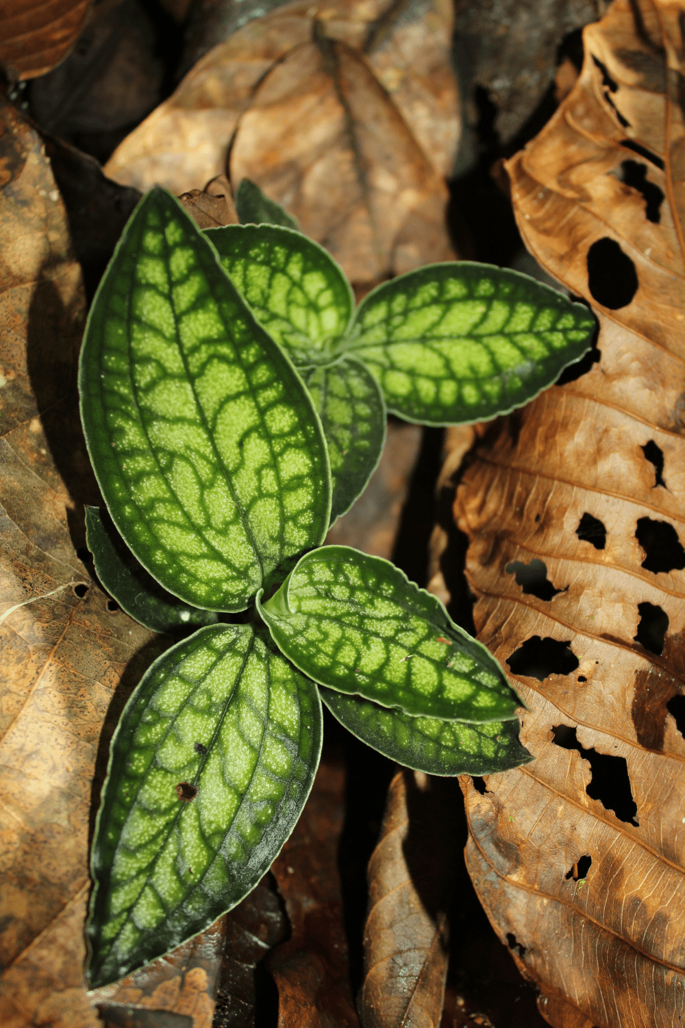 Magnificent Macodes Petola Jewel Orchid Care Guide - Blooming Anomaly