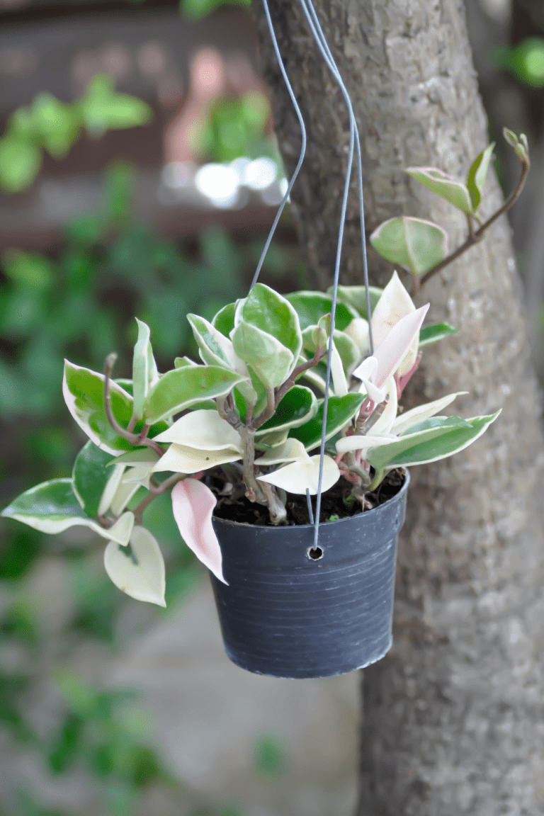 Why is My Hoya Turning Yellow? Causes and Solutions Blooming Anomaly