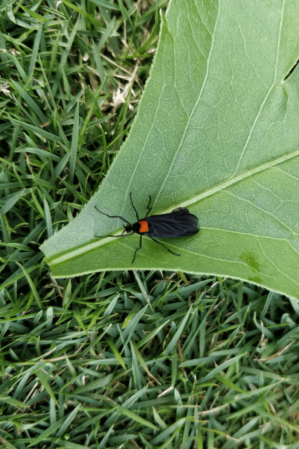 How to Get Rid of Love Bugs in Yard and More Blooming Anomaly