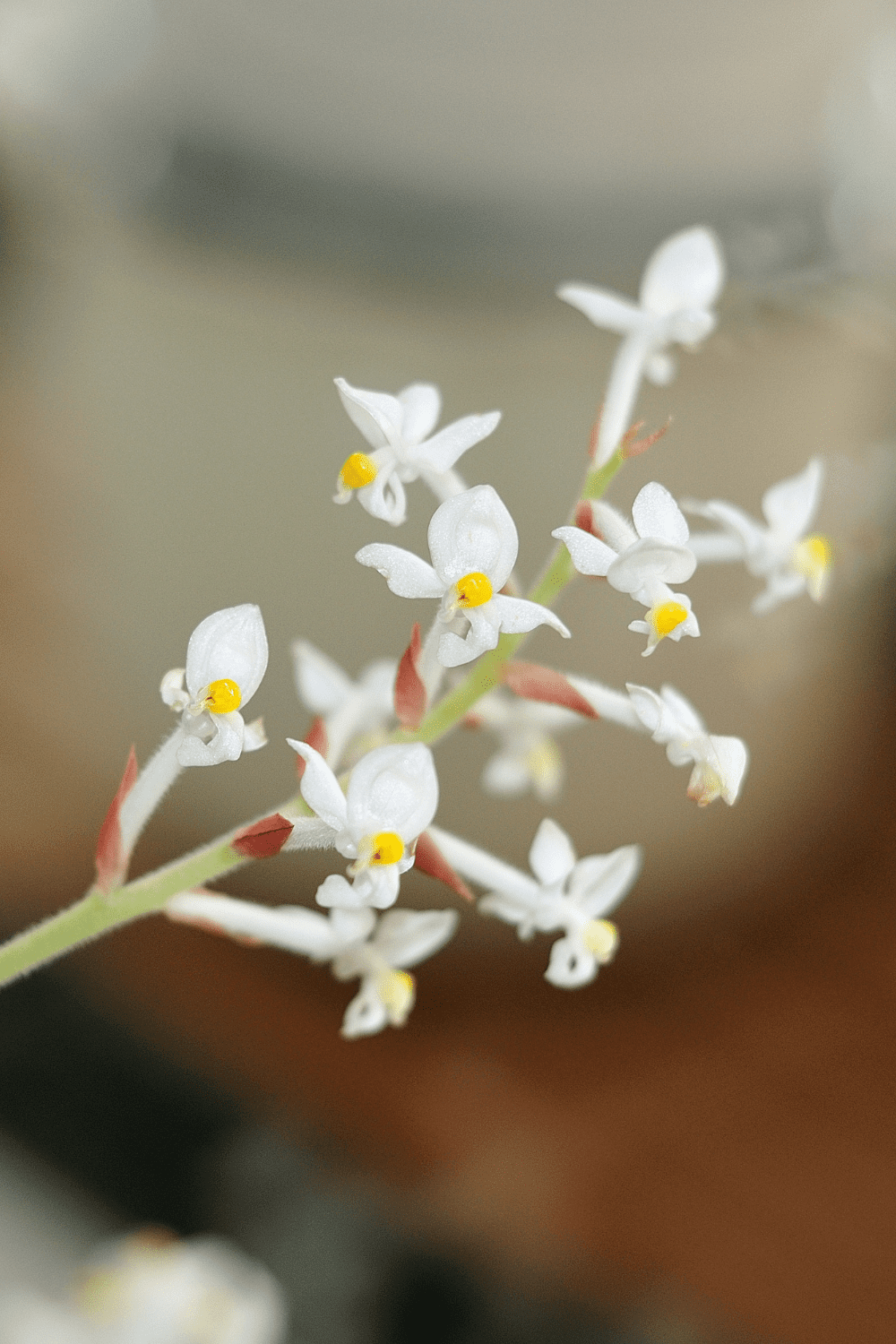 Magnificent Macodes Petola Jewel Orchid Care Guide - Blooming Anomaly