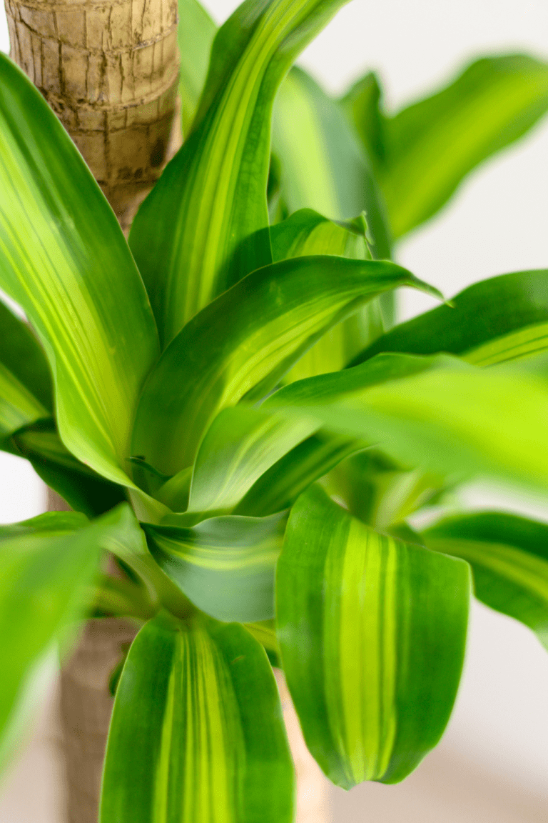 Fragrans Step-by-Step How to Propagate Dracaena Fragrans Guide - Blooming Anomaly