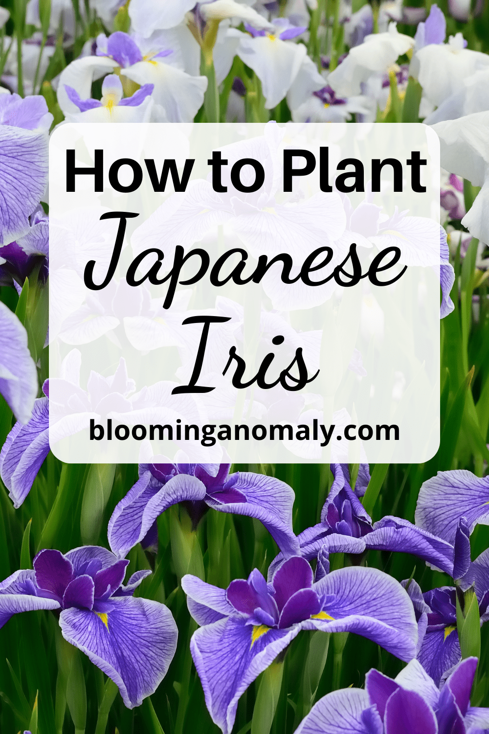 How to Plant Japanese Iris Growing Guide Blooming Anomaly