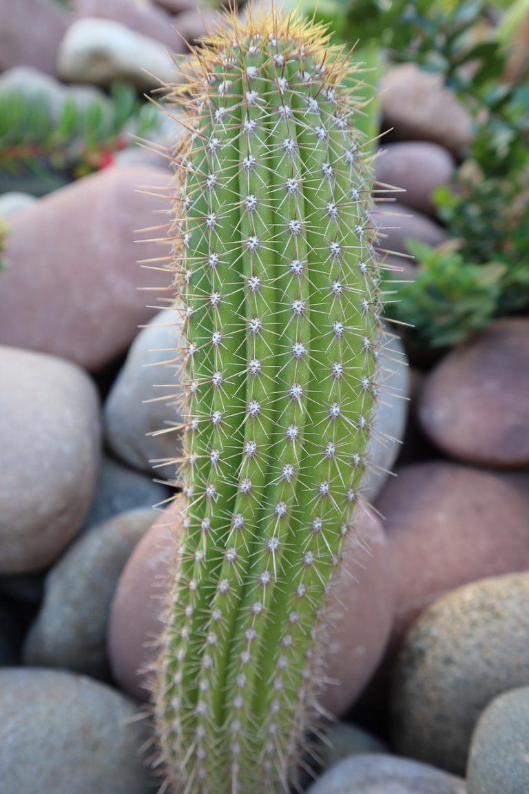 Why is My Cactus Turning Black Reasons and Solutions Blooming Anomaly