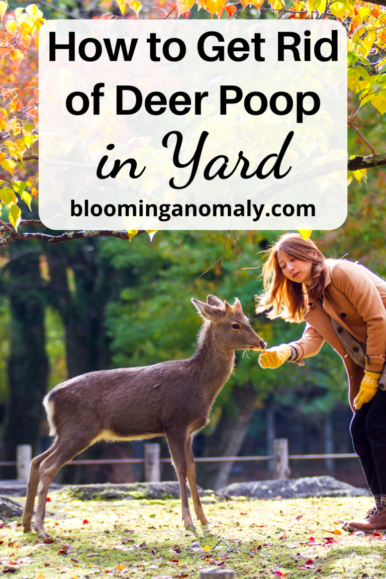 How to Get Rid of Deer Poop in Yard A Complete Guide Blooming Anomaly