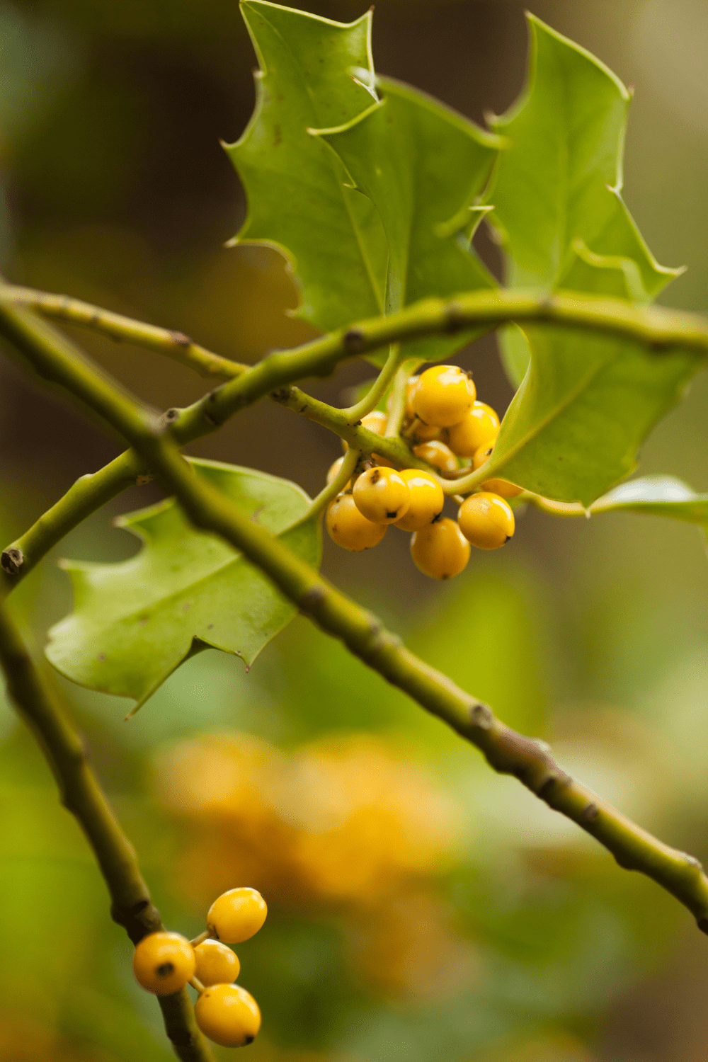 How Fast Do Holly Bushes Grow? Care Tips Blooming Anomaly