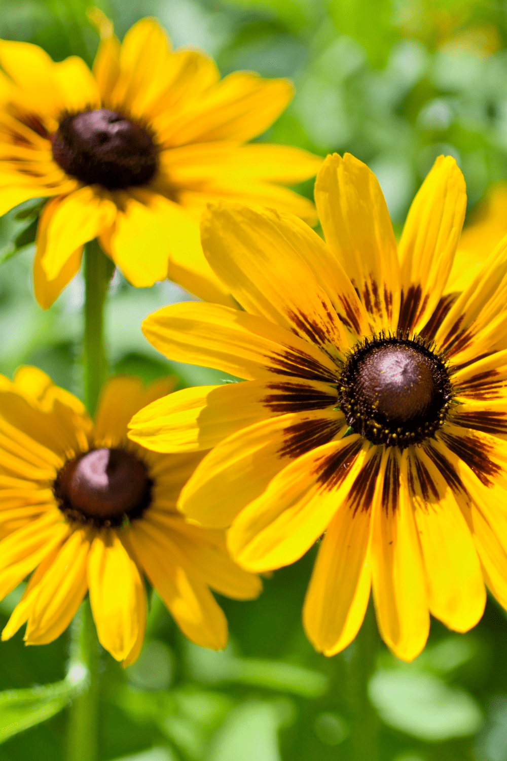Are Denver Daisies Perennial Plants? Blooming Anomaly