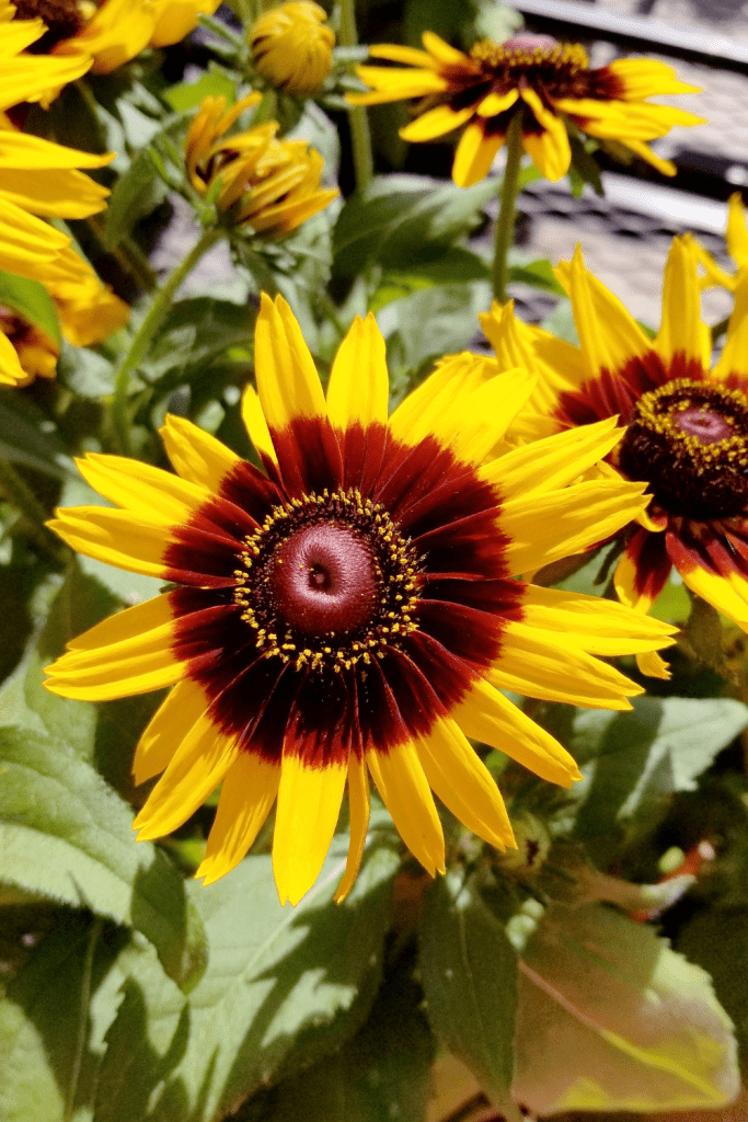 Denver daisy closeup