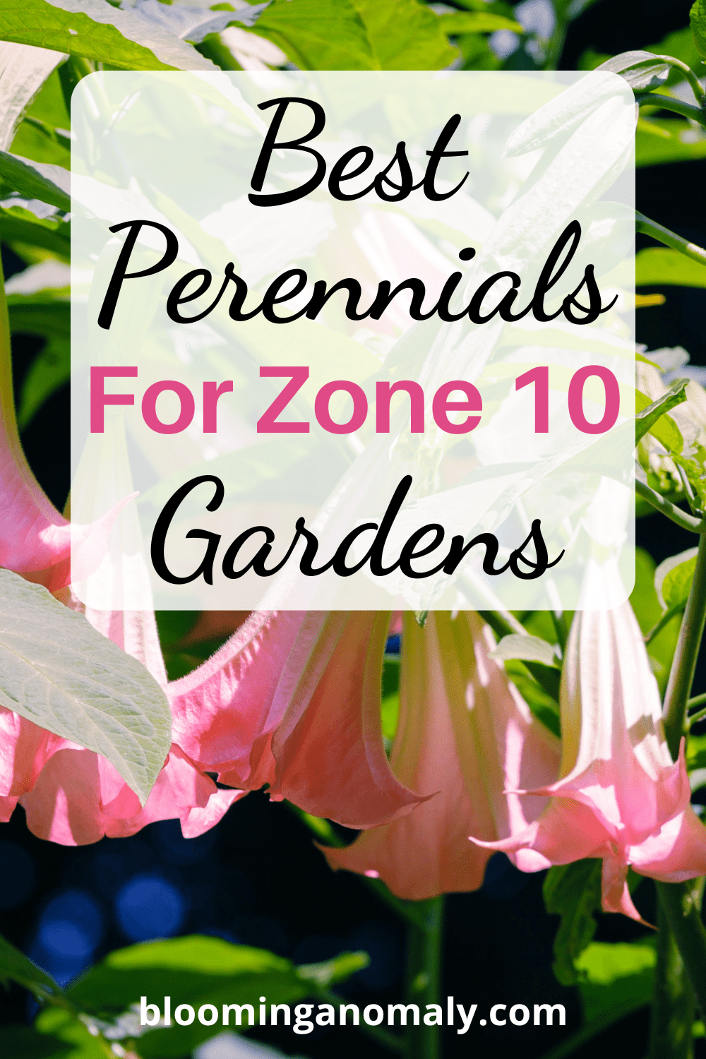 Best Perennials for Zone 10 Gardens - Blooming Anomaly