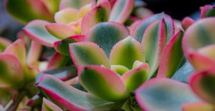colorful succulents