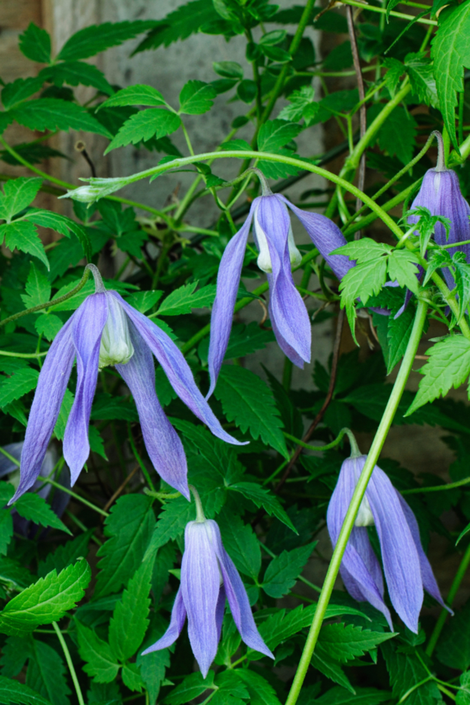 Clematis macropetala