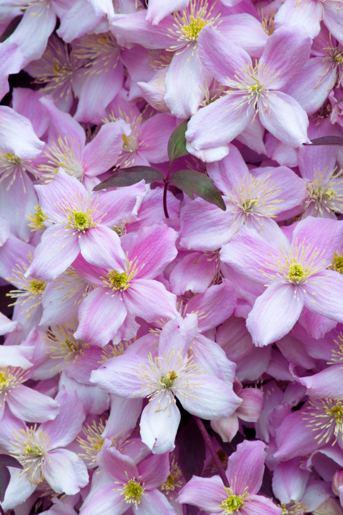 clematis montana