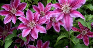 dark pink striped clematis flowers