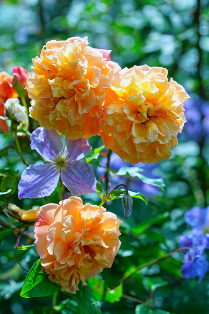 orange roses and purple clematis garden