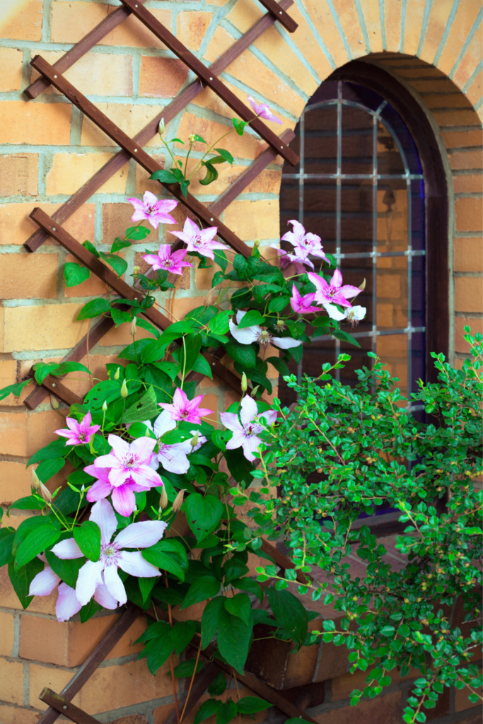 pink and white Clematis