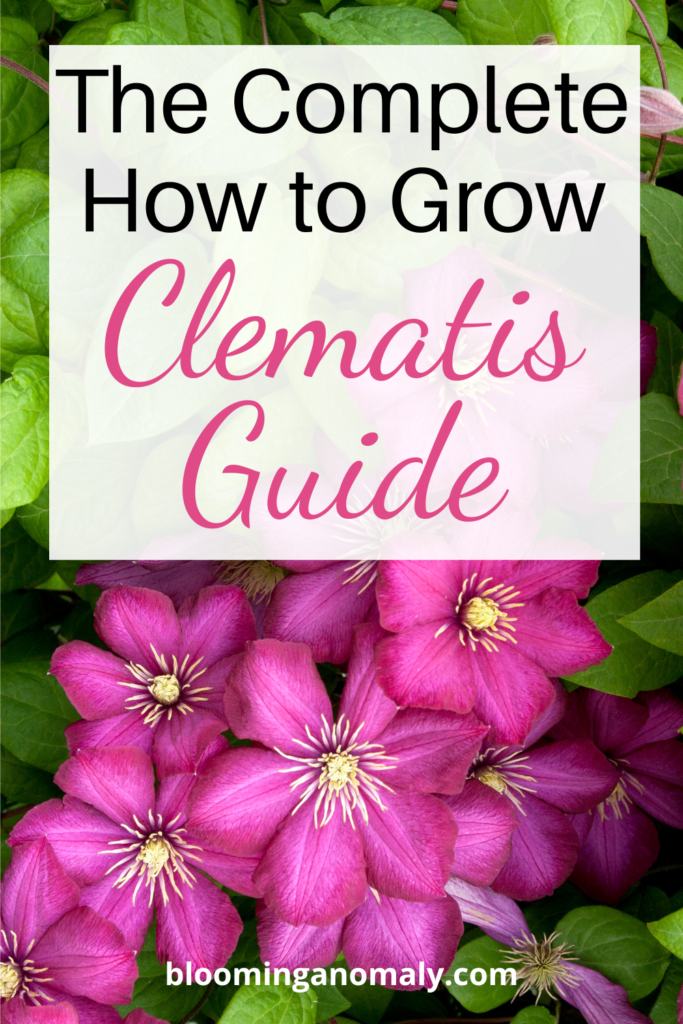 the complete how to grow clematis guide