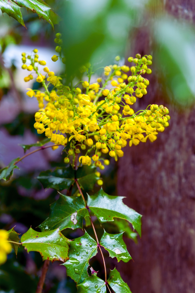 Oregon grape holly