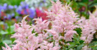 pink astilbes shade perennials MN garden