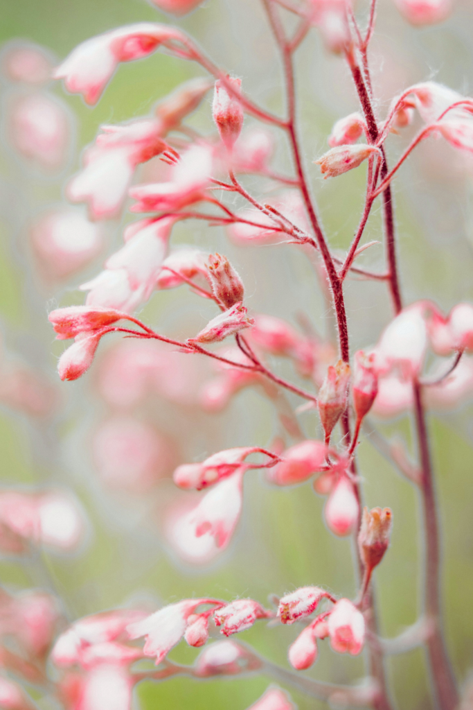 pink coral bells