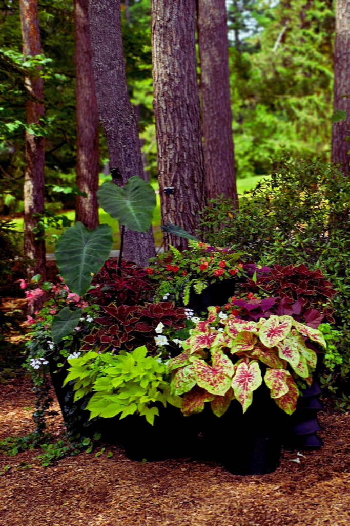 shade garden under trees