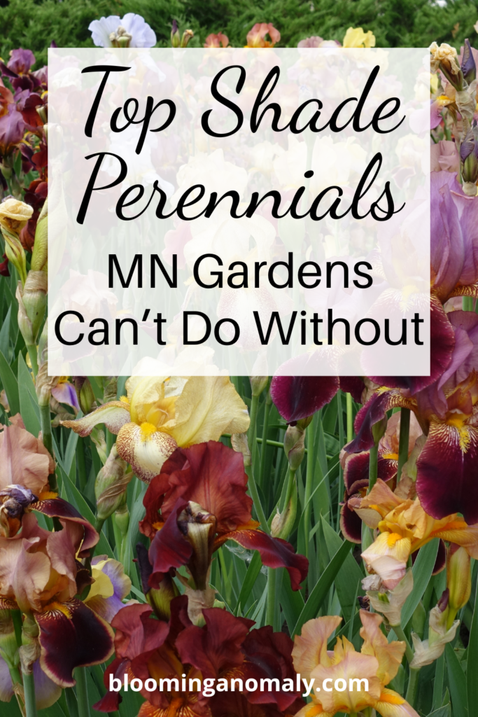 shade perennials MN