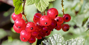 wax currant