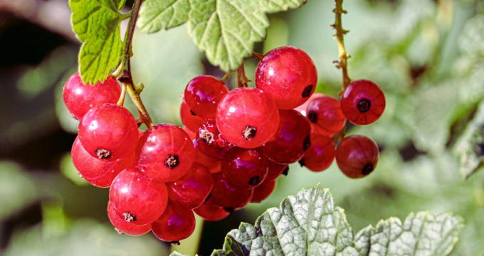 wax currant