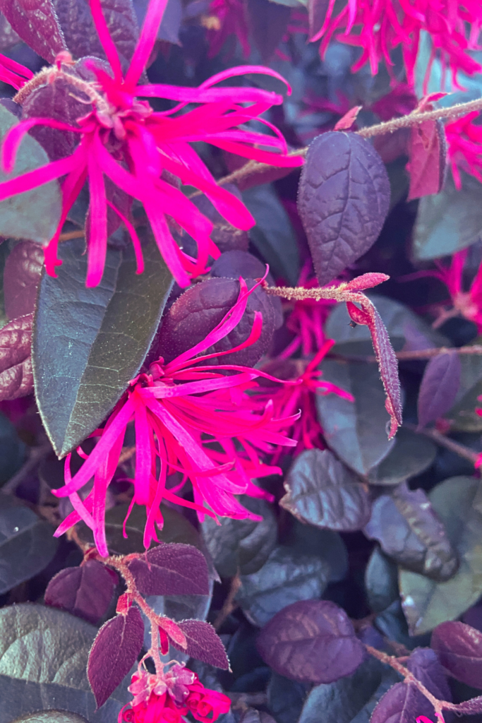 Loropetalum shrub