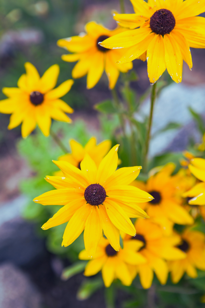 Rudbeckia Fulgida