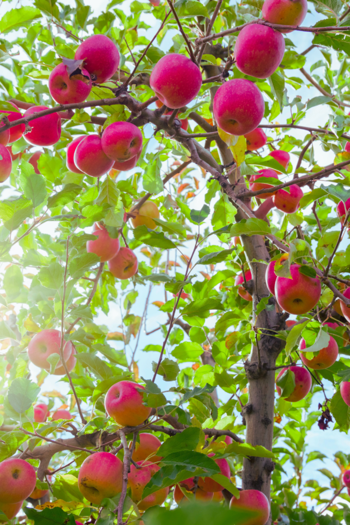 apple tree