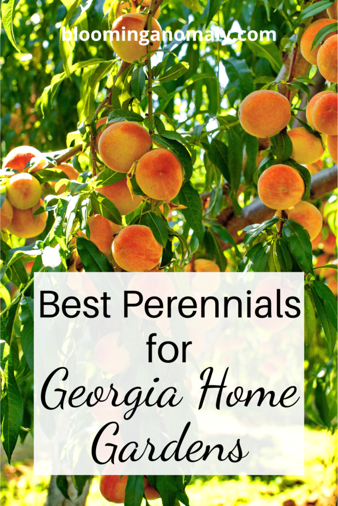 best perennials for Georgia home gardens