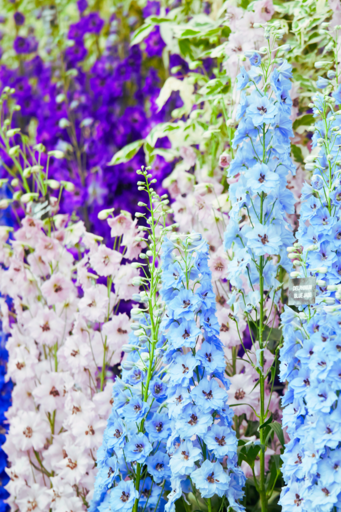 colorful delphiniums