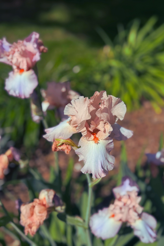 peach Bearded Iris