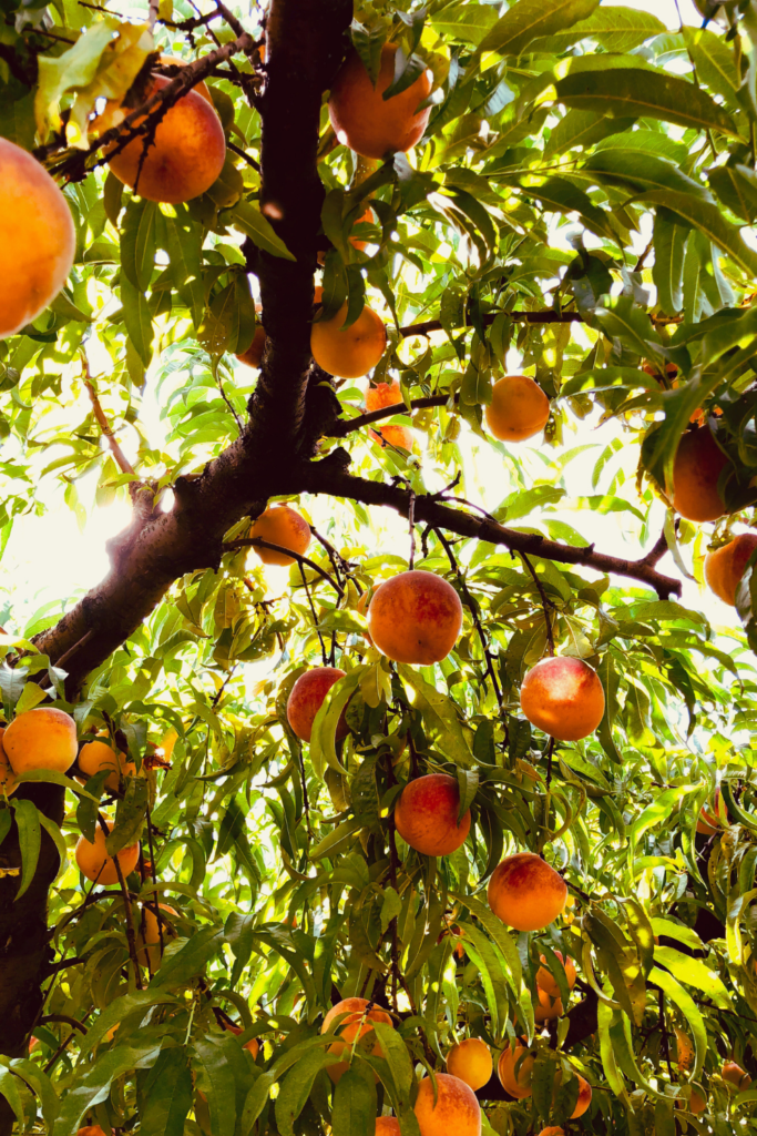 peach tree