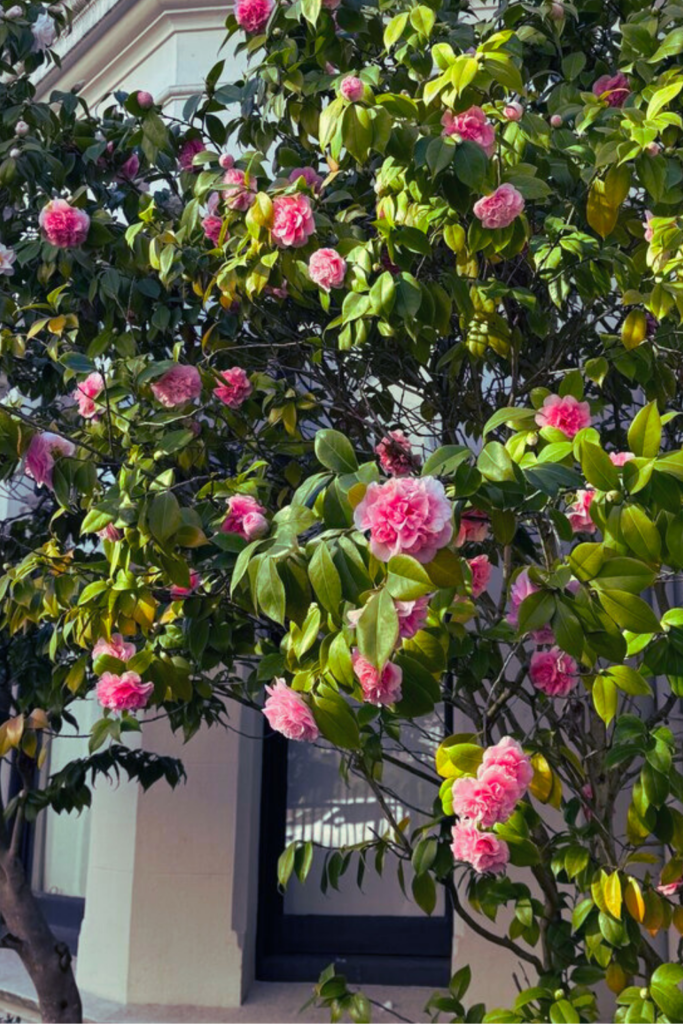 pink Camellias