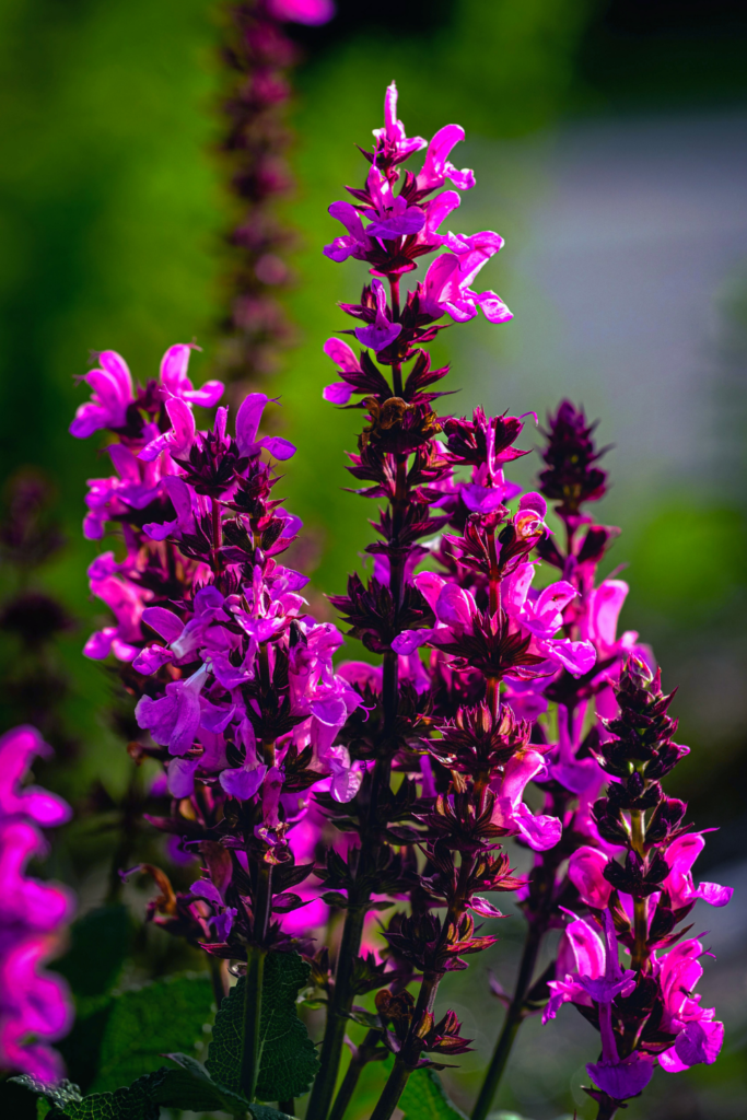 purple pink salvia