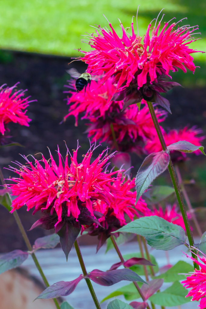 red bee balm