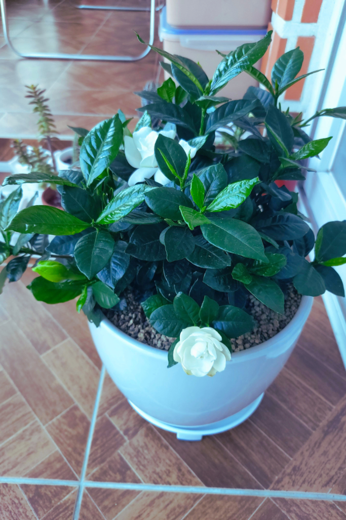 white gardenia plant